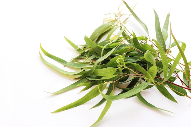 Frame border made of fresh Eucalyptus with long leaves Green branches isolated on white table background Floral composition Feminine styled stock photograpy selective focus Empty copy space