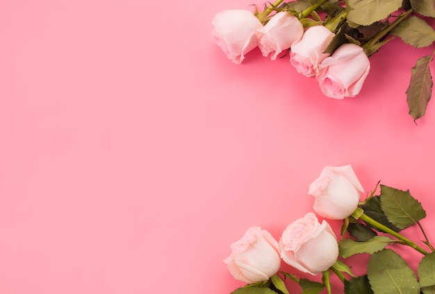 Frame border of roses on a pink background