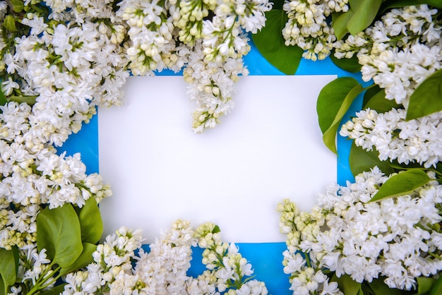 Frame of branches of beautiful Persian Terry white lilac on a blue background, copy space