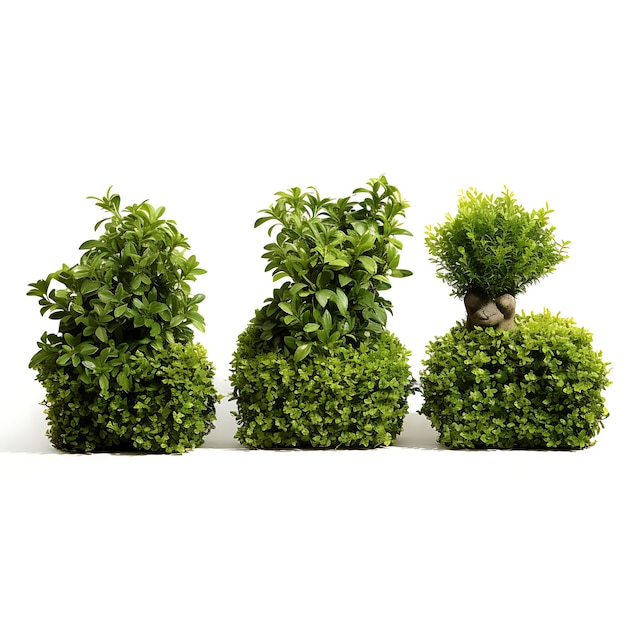 Photo frame buxus microphylla shrubs shaped into knot garden designs fea 3d creative art decorator