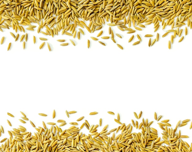 Frame by paddy rice and rice seed on white background