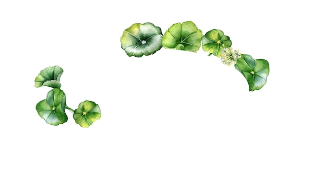 Каркас травяных растений центеллы азиатской акварельной иллюстрации, выделенной на белом Pennywort kola