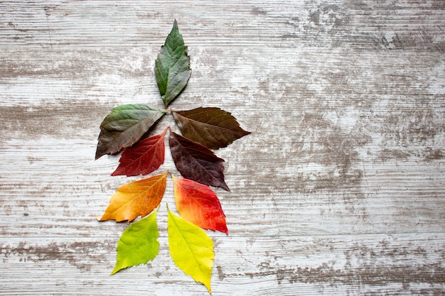 Photo frame of colorful fall leaves