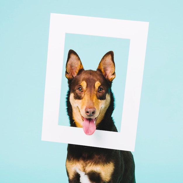 Foto frame concept met schattige hond