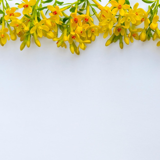 Frame consisting of many small twigs with yellow spring flowers  on a white background