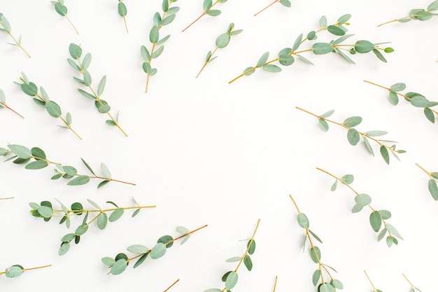 Frame of eucalyptus branch pattern on white background. Flat lay, top view