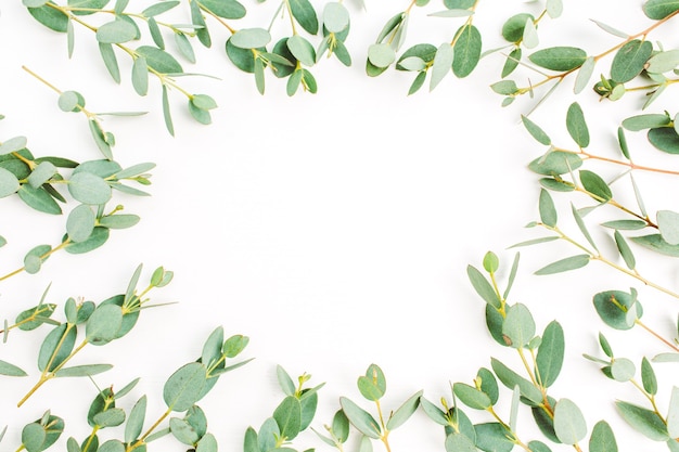 Frame of eucalyptus branch pattern on white background. Flat lay, top view