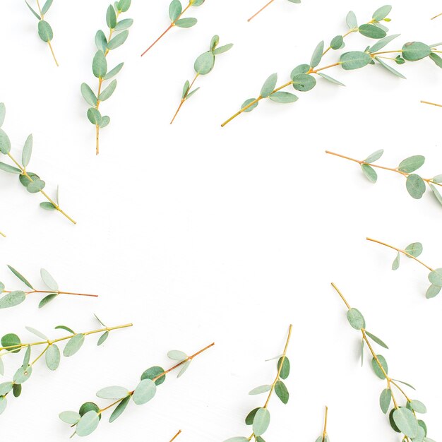 Frame of eucalyptus branch pattern with space for text on white background. Flat lay, top view