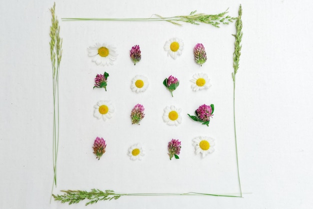 Frame of field flowers, such as clover and chamomile and field grass on the white background. Flat lay.