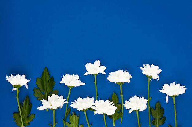 Frame of flowers. layout of white flowers on a blue background. Nature Beauty Concept