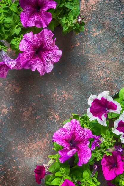 Frame from flowers of petunias, floral pattern on a dark background with copy space flat lay top view from above