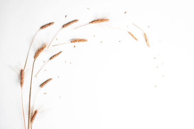 Frame from golden wheat and rye ears, dry cereals spikelets on light wall