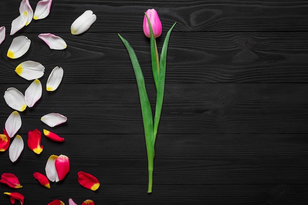 Frame from tulip petals isolated on wood background 