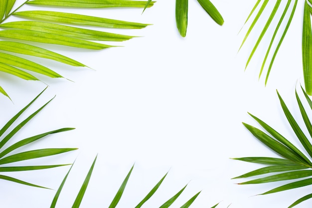 Frame gemaakt van tropische palmbladeren op witte achtergrond.