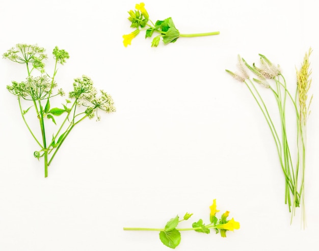 Frame of green field grass and yellow field flowers on white background. Flat lay.