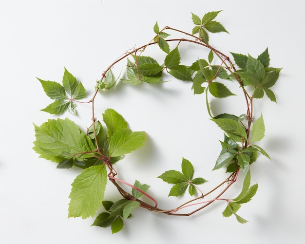 Frame Green ivy plant Hedera helix isolated on white surface