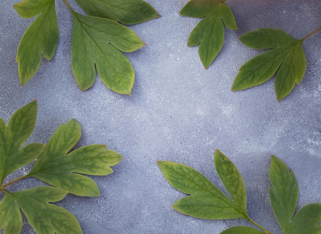 텍스트를 위한 공간이 있는 회색 배경에 녹색 잎 프레임