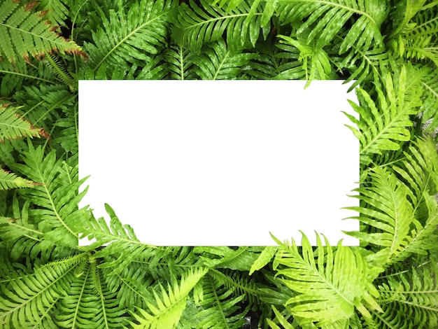 Frame of Green leaves on white background with center space paper note flat lay