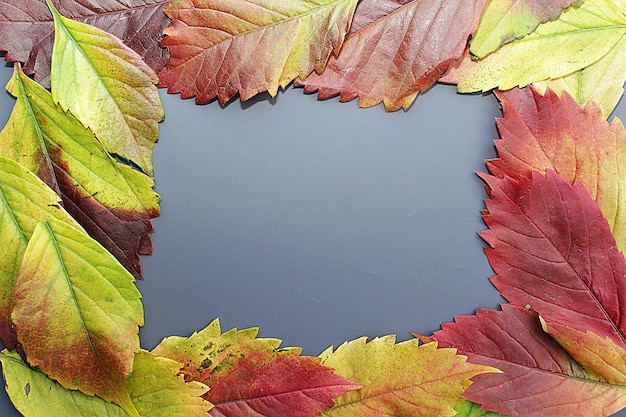 Frame made of autumn leaves and leaves falling for the theme use