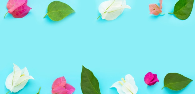 Frame made of Beautiful red, pink and white bougainvillea flowers on blue background. Copy space