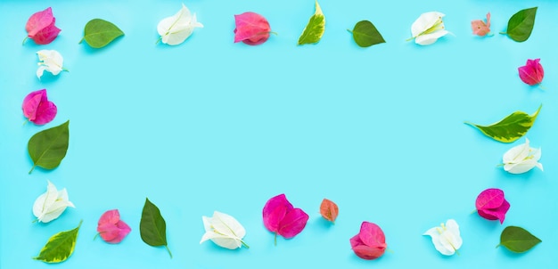 Frame made of beautiful red, pink and white bougainvillea flowers on blue background. Top view