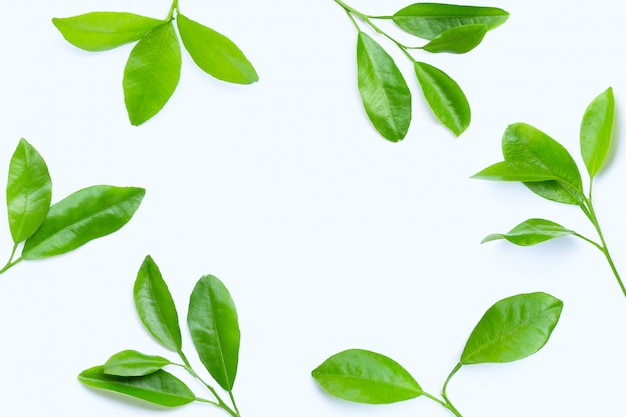 Frame made of citrus leaves on white background.