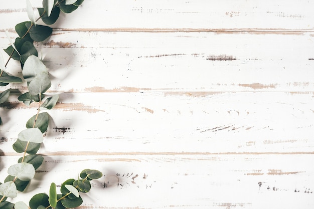 Frame made of eucalyptus branches on white background