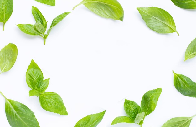 Frame made of fresh basil leaves on white background