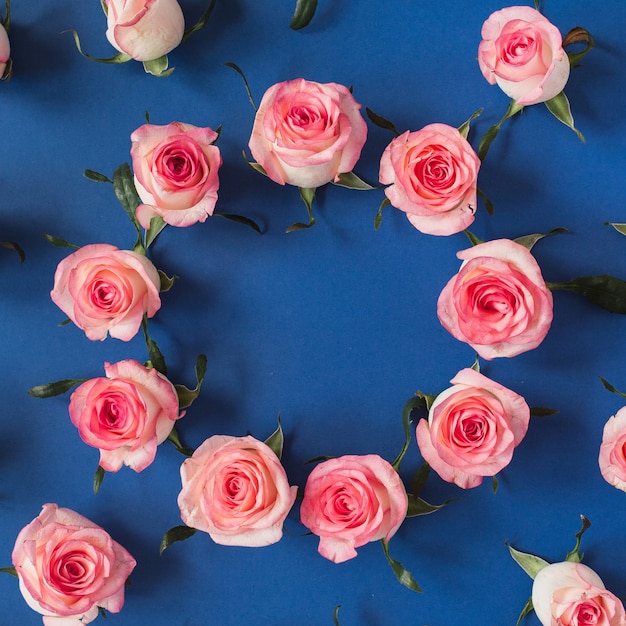 Frame made of pink rose flower buds on blue surface