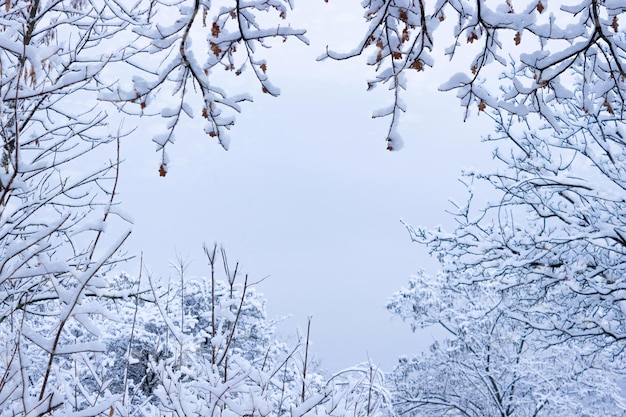 雪の中の木の枝で作られたフレーム。あなたのテキストのための場所。デザインは空白。