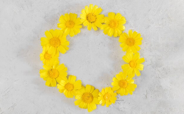 Frame made of yellow chamomiles or daisies on gray background. Flat lay, top view and copy space