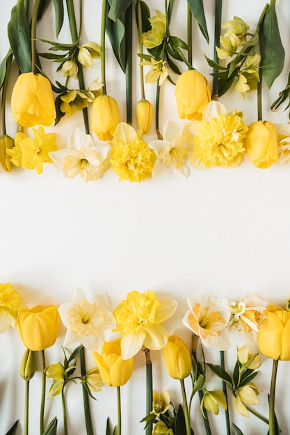 Cornice fatta di narcisi gialli e fiori di tulipano su bianco