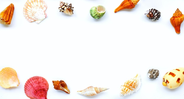 Frame maded of sea shells on white background. Summer background concept