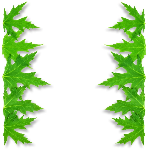 Frame of mapple leaf