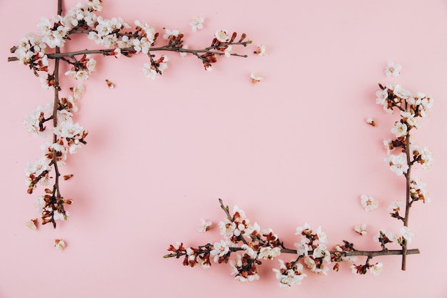 Frame met de lentebloemen kersen die op een roze achtergrond tot bloei komen