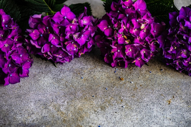 Frame met paarse hortensia
