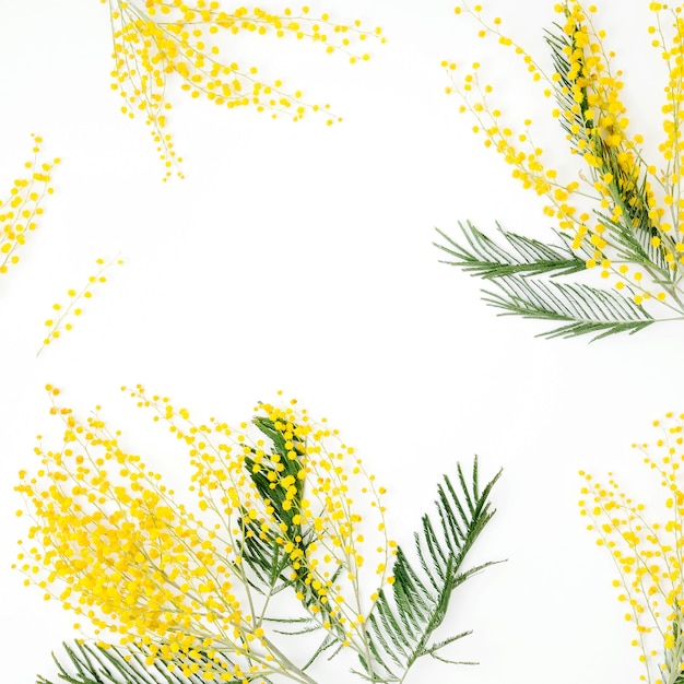 Frame of mimosa flowers on white background. Flat lay, top view. Spring concept