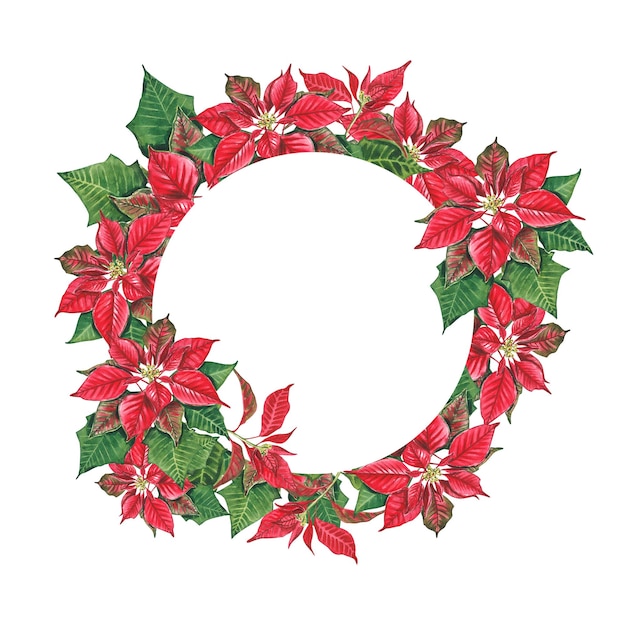 Frame of New Year poinsettia on a white background Watercolor illustration of a red Christmas Star