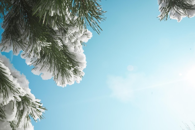 Cornice di rami di pino nella neve su cielo blu