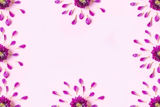 Frame of pink chrysanthemum petals and pink chrysanthemums on a pastel pink background with copyspace