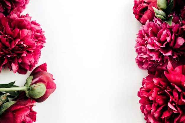 Frame of pink peony flowers on white surface