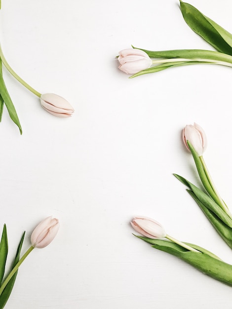 Frame of pink tulip flowers on white background. Flat lay, top view