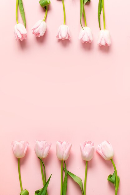 Frame of pink tulips on a pink background.