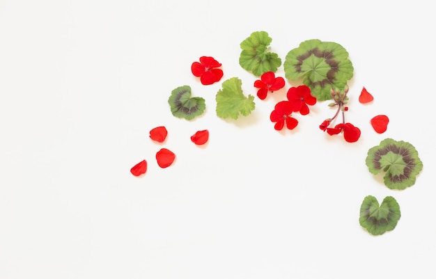 Frame of red geranium on white background