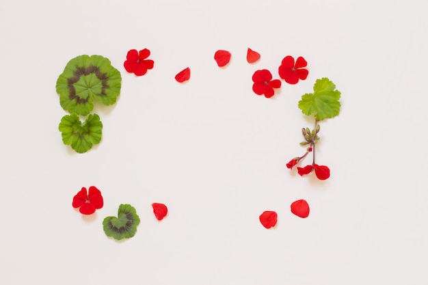 Frame of red geranium on white background