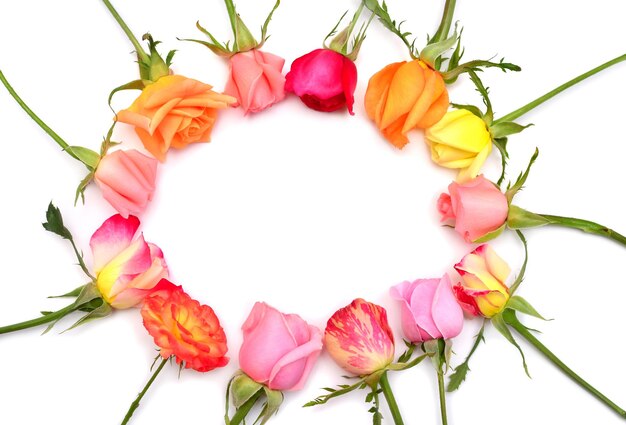 Frame of roses isolated on a white background Creative flower arrangement Spring summer easter Perfectly retouched full depth of field on the photo Flat lay top view