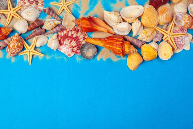 Frame of shells of various kinds on blue 