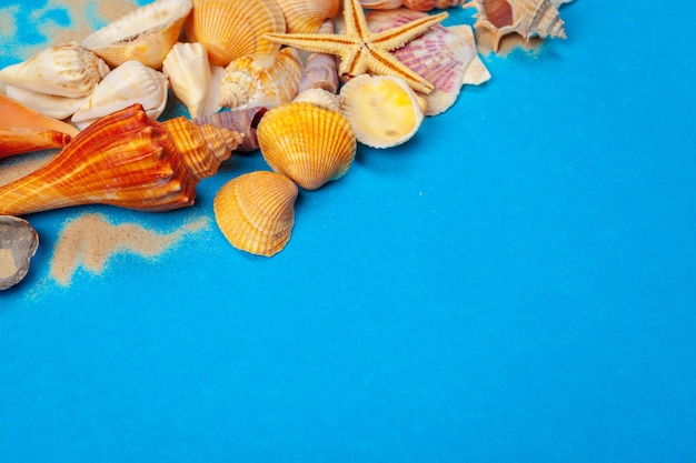 Frame of shells of various kinds on blue.