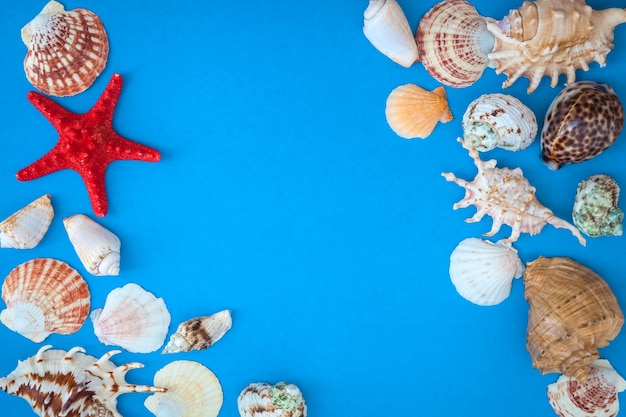 Frame of shells of various  size and red starfish on a blue background.