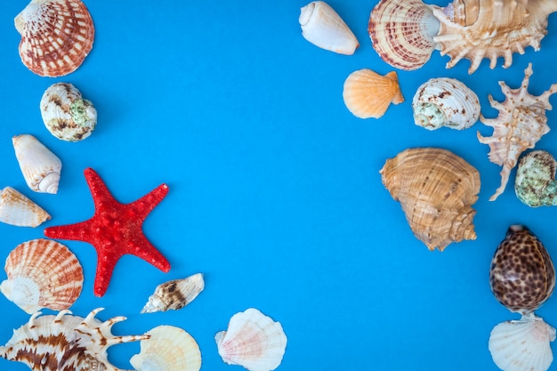 Frame of shells of various sizes and red starfish on a blue background